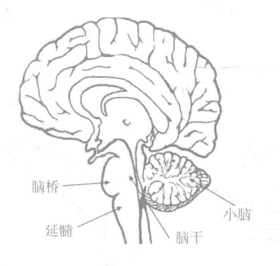 大脑的组织结构